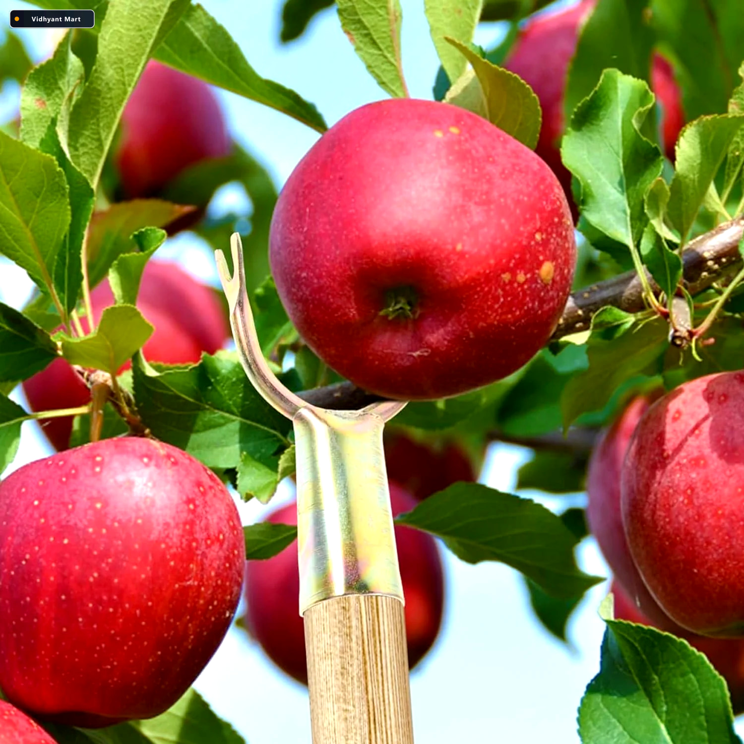 Vidhyant Mart Fruit Plucking Tool Head Set Easy Manual Tree Frui 2